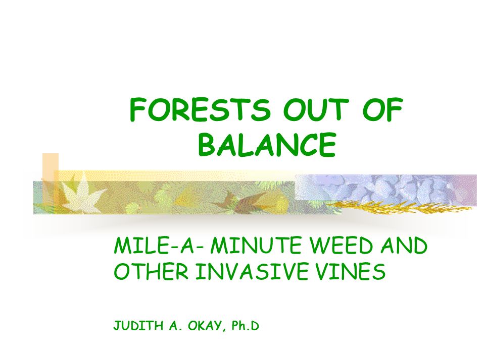 FORESTS OUT OF BALANCE MILE-A- MINUTE WEED AND OTHER INVASIVE VINES JUDITH A. OKAY, Ph.D