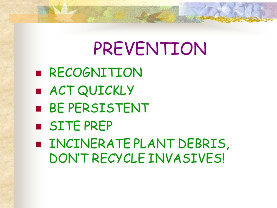 PREVENTION RECOGNITION ACT QUICKLY BE PERSISTENT SITE PREP INCINERATE PLANT DEBRIS, DON’T RECYCLE INVASIVES!