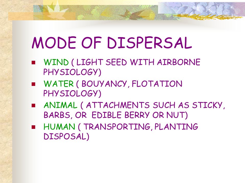 MODE OF DISPERSAL WIND ( LIGHT SEED WITH AIRBORNE PHYSIOLOGY) WATER ( BOUYANCY, FLOTATION PHYSIOLOGY) ANIMAL ( ATTACHMENTS SUCH AS STICKY, BARBS, OR EDIBLE BERRY OR NUT) HUMAN ( TRANSPORTING, PLANTING DISPOSAL)