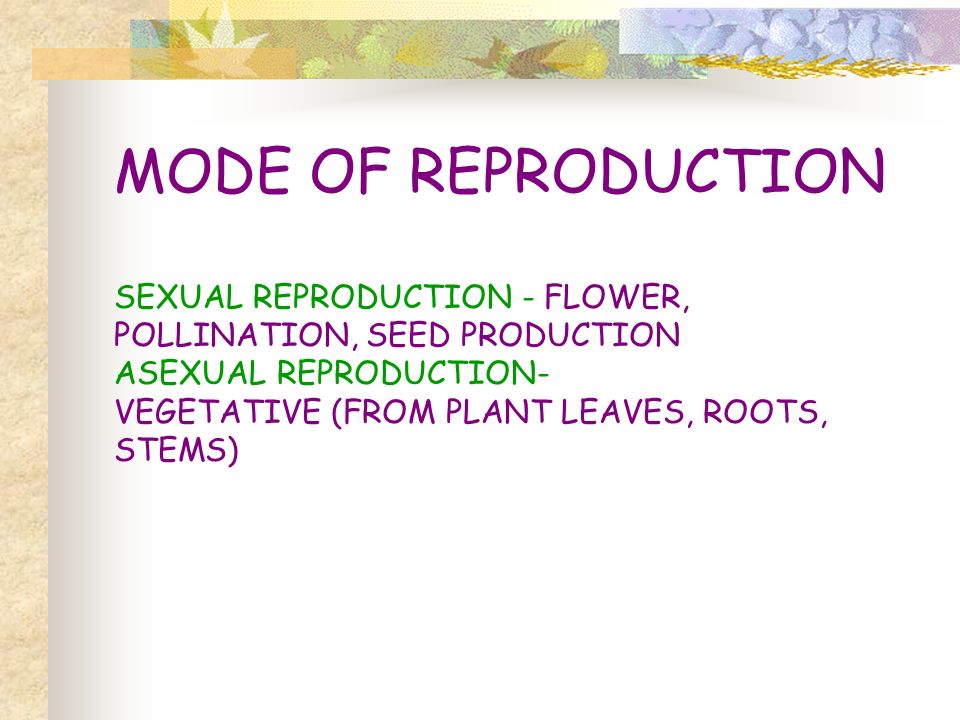 MODE OF REPRODUCTION SEXUAL REPRODUCTION - FLOWER, POLLINATION, SEED PRODUCTION ASEXUAL REPRODUCTION- VEGETATIVE (FROM PLANT LEAVES, ROOTS, STEMS)