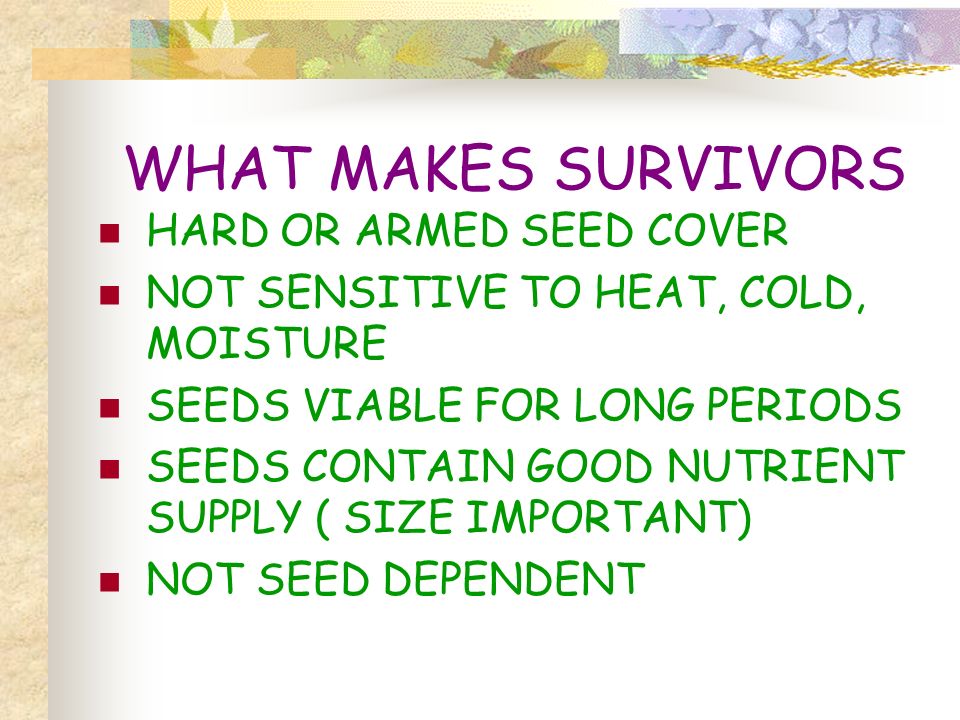WHAT MAKES SURVIVORS HARD OR ARMED SEED COVER NOT SENSITIVE TO HEAT, COLD, MOISTURE SEEDS VIABLE FOR LONG PERIODS SEEDS CONTAIN GOOD NUTRIENT SUPPLY ( SIZE IMPORTANT) NOT SEED DEPENDENT