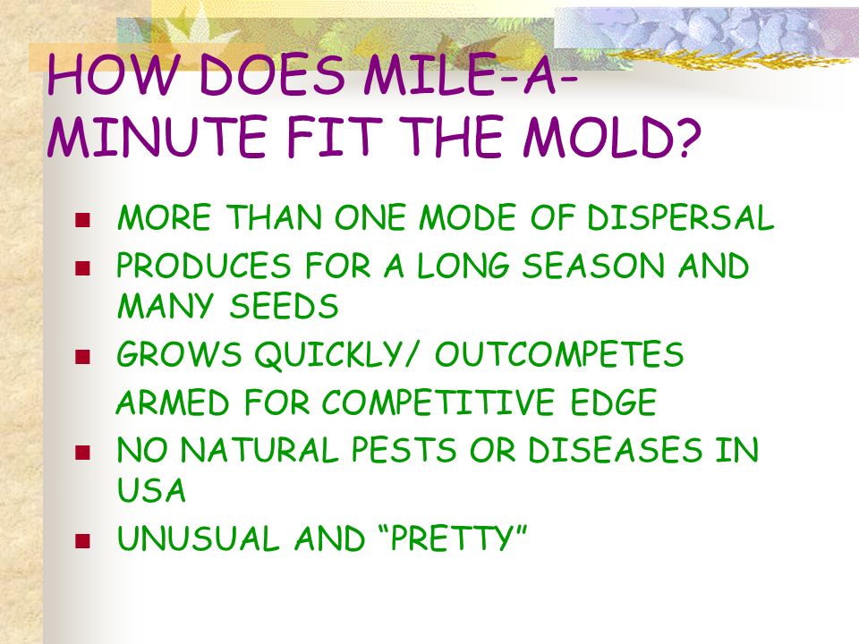 HOW DOES MILE-A- MINUTE FIT THE MOLD.
