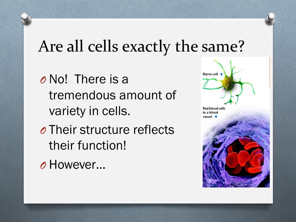 Are all cells exactly the same. O No. There is a tremendous amount of variety in cells.