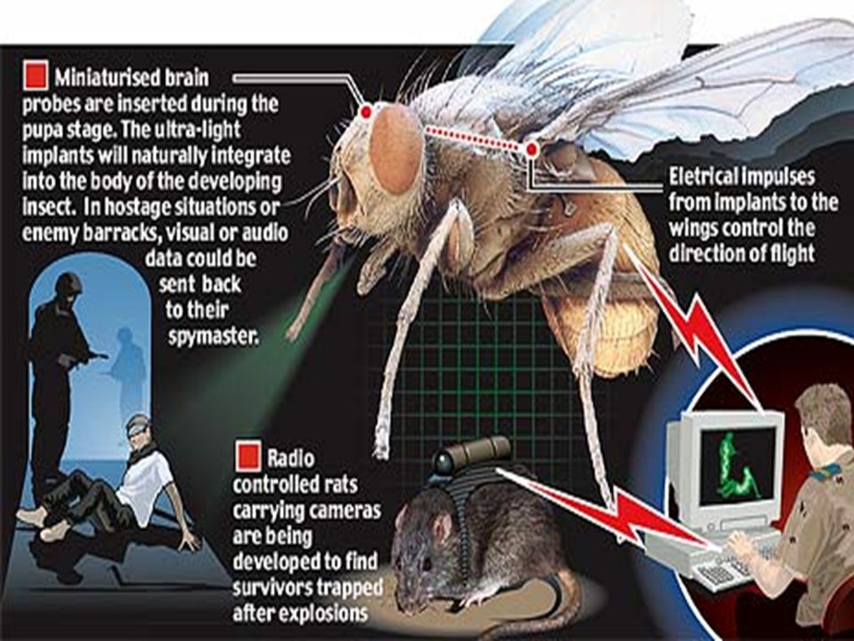 housefly spy camera