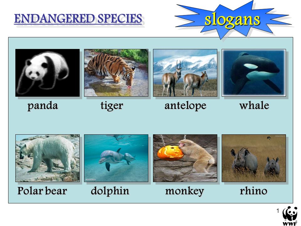1. 2 mammoth Saber-toothed tiger 3 Can you name the most famous of the  animals that have died out ? dinosaurdinosaur. - ppt download