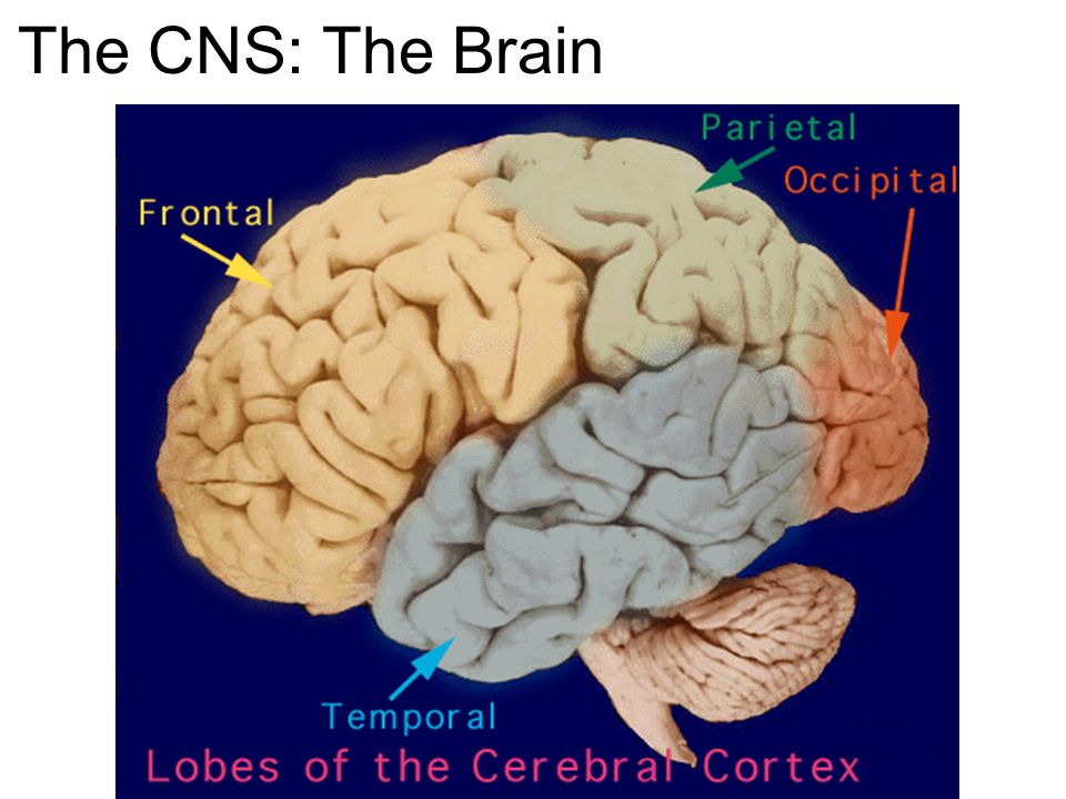 Lobes of the Brain. Insula Part of the Brain. Sulcuses Brain.