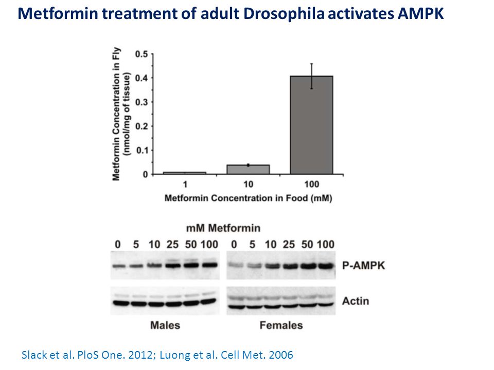 Metformin treatment of adult Drosophila activates AMPK Slack et al.