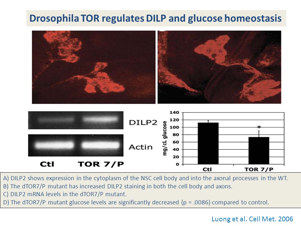 Drosophila TOR regulates lipid metabolism A) Nile Red staining of control third instar larvae fat body.