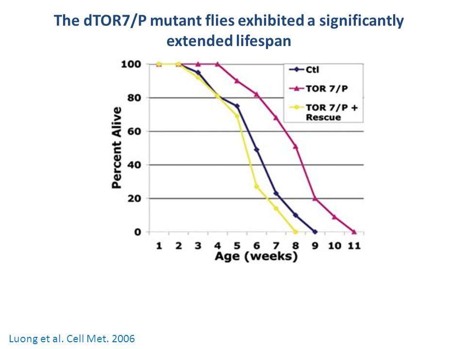 The dTOR7/P mutant flies exhibited a significantly extended lifespan Luong et al. Cell Met. 2006