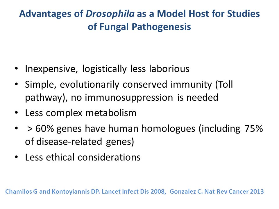 Advantages of Drosophila as a Model Host for Studies of Fungal Pathogenesis Inexpensive, logistically less laborious Simple, evolutionarily conserved immunity (Toll pathway), no immunosuppression is needed Less complex metabolism > 60% genes have human homologues (including 75% of disease-related genes) Less ethical considerations Chamilos G and Kontoyiannis DP.