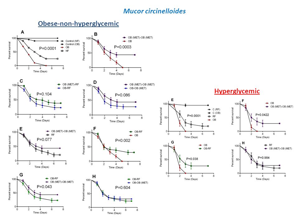 Mucor circinelloides Obese-non-hyperglycemic Hyperglycemic