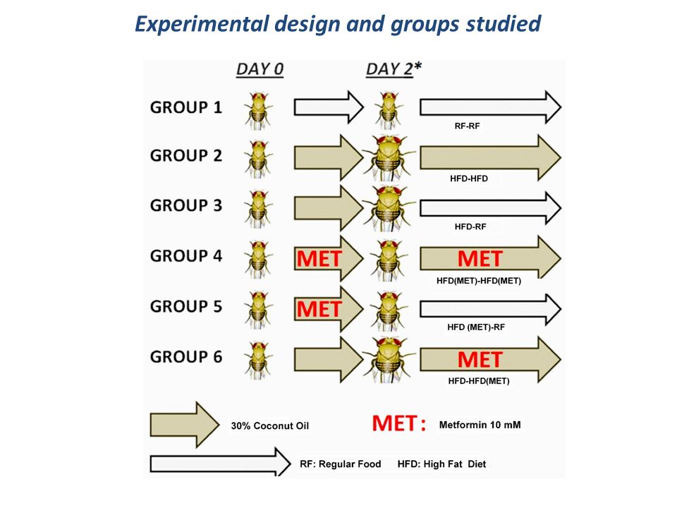 Experimental design and groups studied
