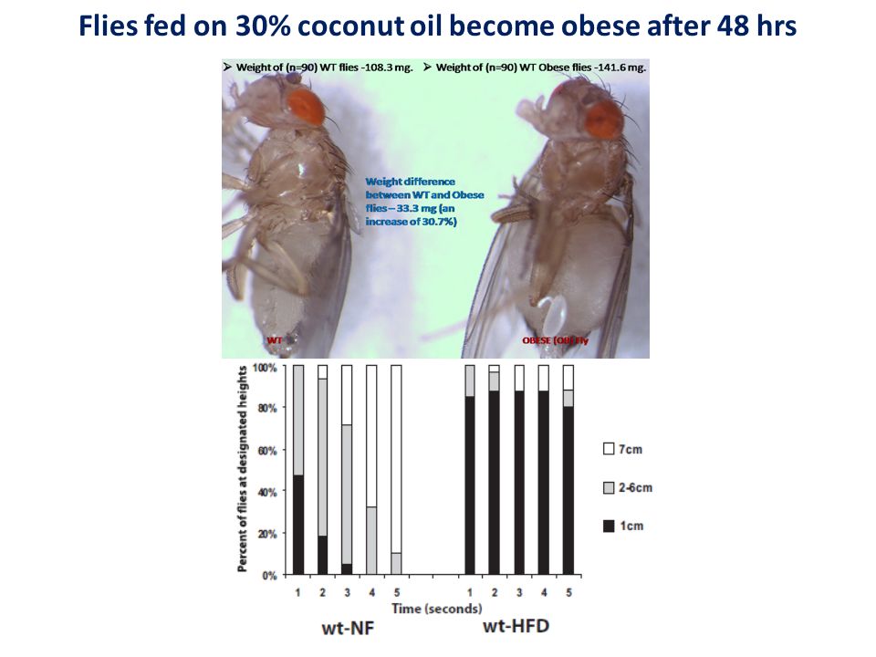 Flies fed on 30% coconut oil become obese after 48 hrs
