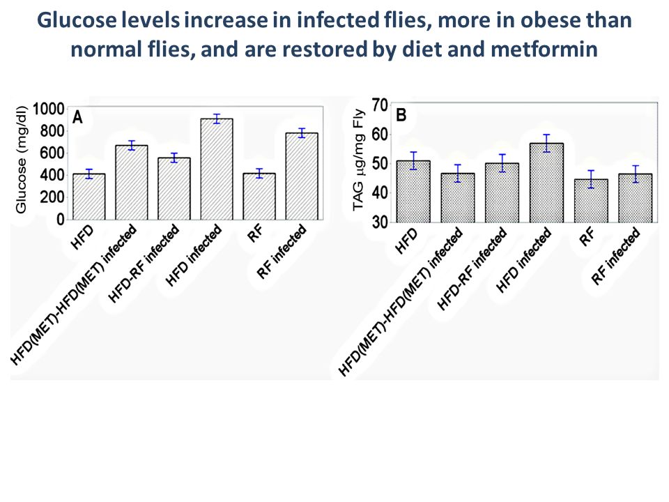 Glucose levels increase in infected flies, more in obese than normal flies, and are restored by diet and metformin