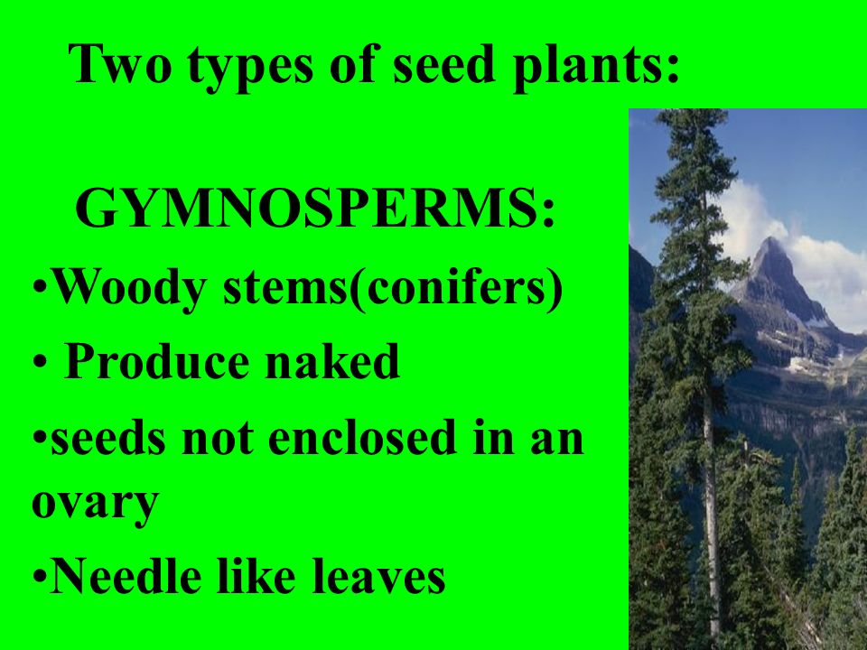 Two types of seed plants: GYMNOSPERMS: Woody stems(conifers) Produce naked seeds not enclosed in an ovary Needle like leaves