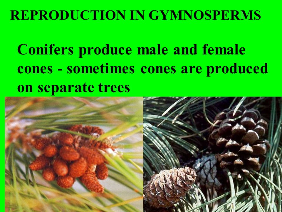 REPRODUCTION IN GYMNOSPERMS Conifers produce male and female cones - sometimes cones are produced on separate trees