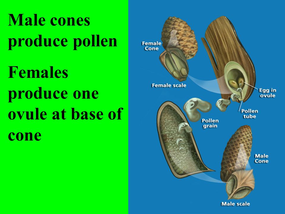 Male cones produce pollen Females produce one ovule at base of cone