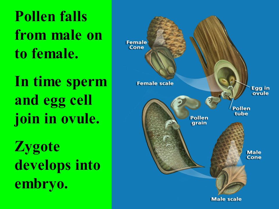 Pollen falls from male on to female. In time sperm and egg cell join in ovule.