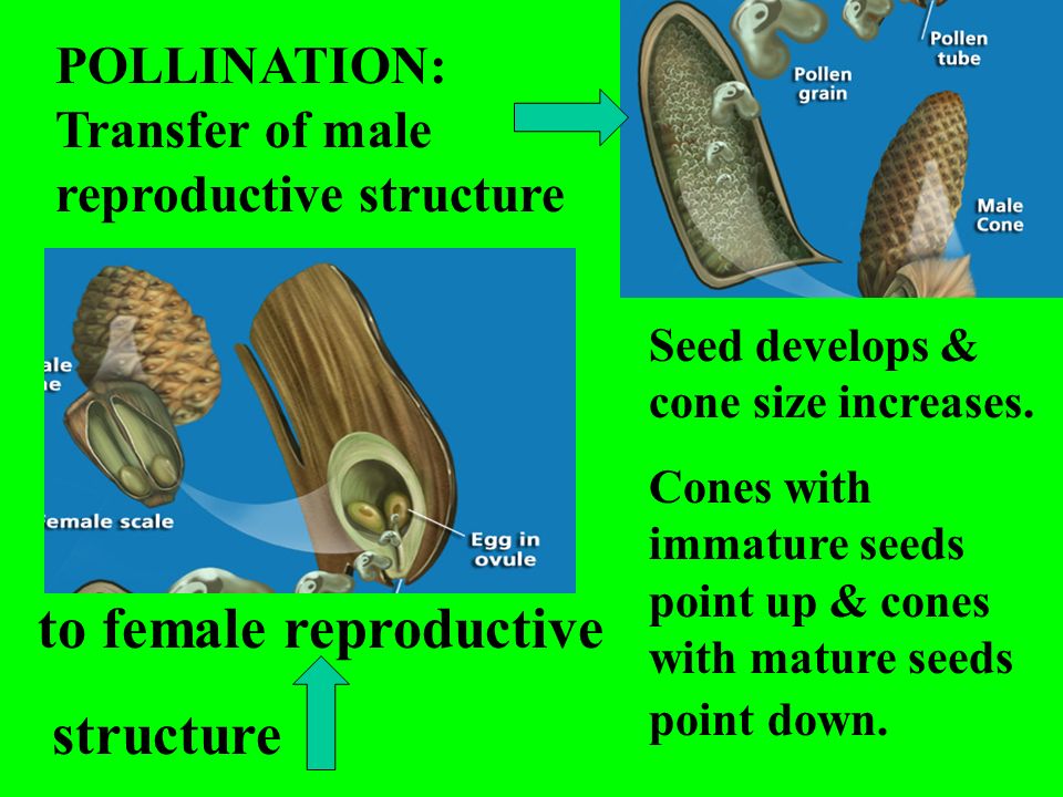 POLLINATION: Transfer of male reproductive structure to female reproductive structure Seed develops & cone size increases.
