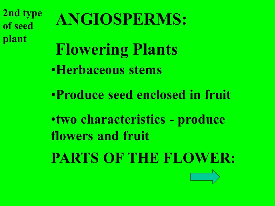 ANGIOSPERMS: Flowering Plants 2nd type of seed plant Herbaceous stems Produce seed enclosed in fruit two characteristics - produce flowers and fruit PARTS OF THE FLOWER: