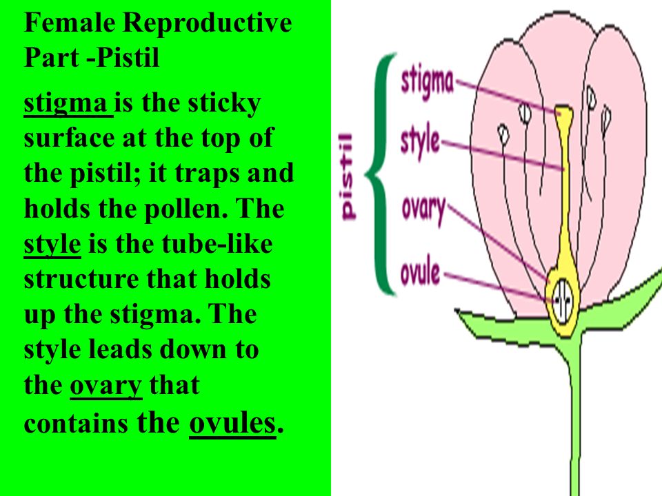 Female Reproductive Part -Pistil stigma is the sticky surface at the top of the pistil; it traps and holds the pollen.