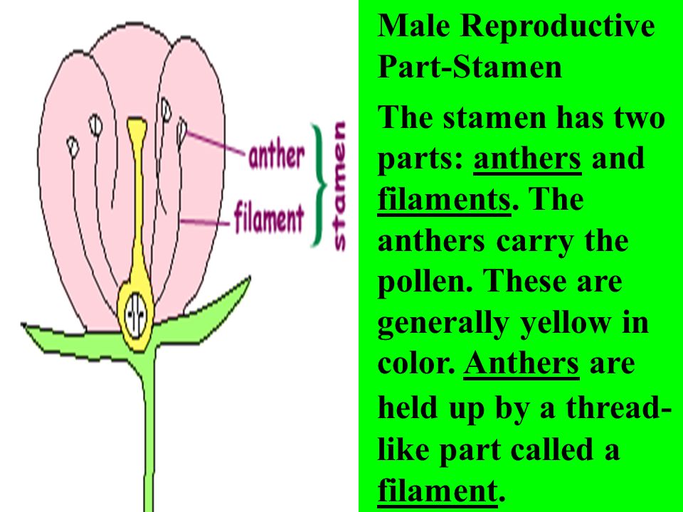 Male Reproductive Part-Stamen The stamen has two parts: anthers and filaments.