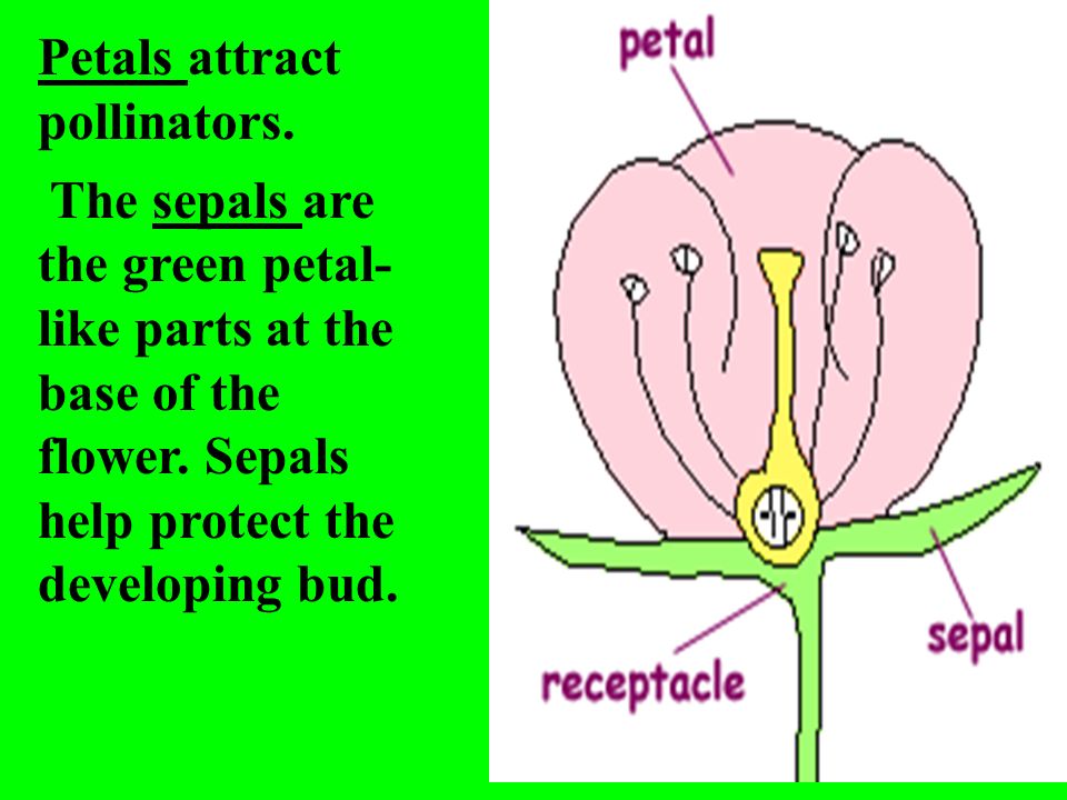 Petals attract pollinators. The sepals are the green petal- like parts at the base of the flower.