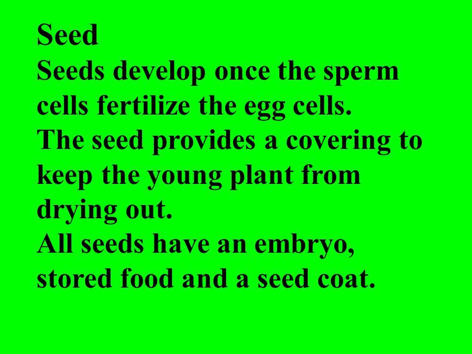 Seed Seeds develop once the sperm cells fertilize the egg cells.