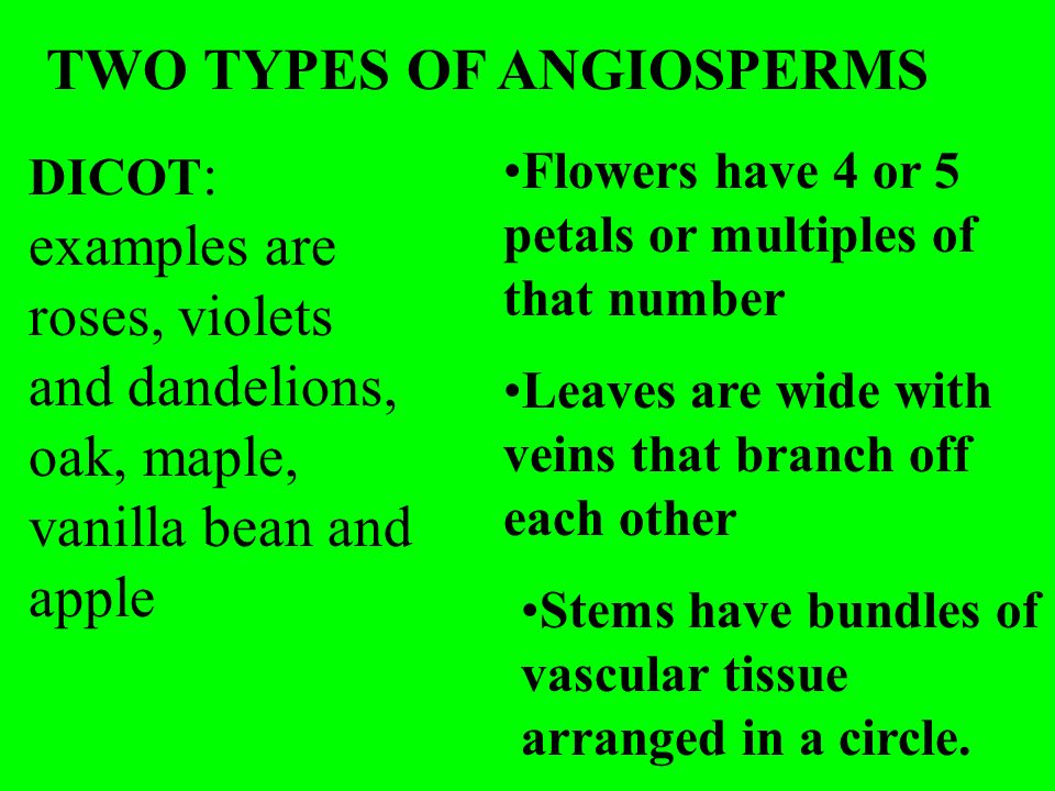 TWO TYPES OF ANGIOSPERMS DICOT : examples are roses, violets and dandelions, oak, maple, vanilla bean and apple Flowers have 4 or 5 petals or multiples of that number Leaves are wide with veins that branch off each other Stems have bundles of vascular tissue arranged in a circle.