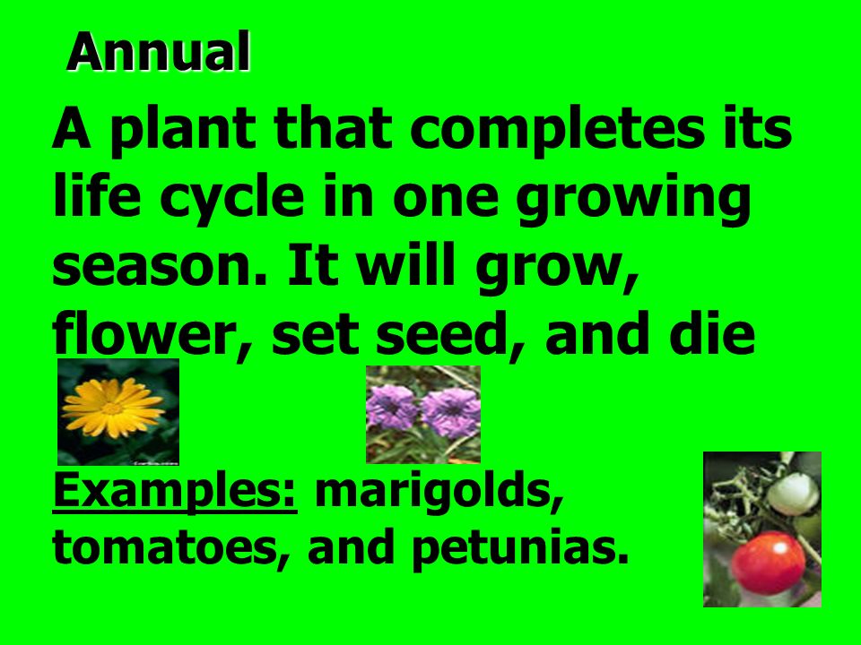 Annual A plant that completes its life cycle in one growing season.