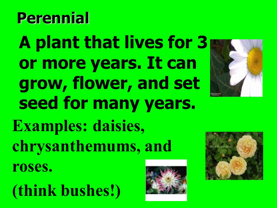 Perennial A plant that lives for 3 or more years. It can grow, flower, and set seed for many years.