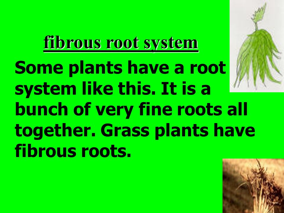 fibrous root system Some plants have a root system like this.