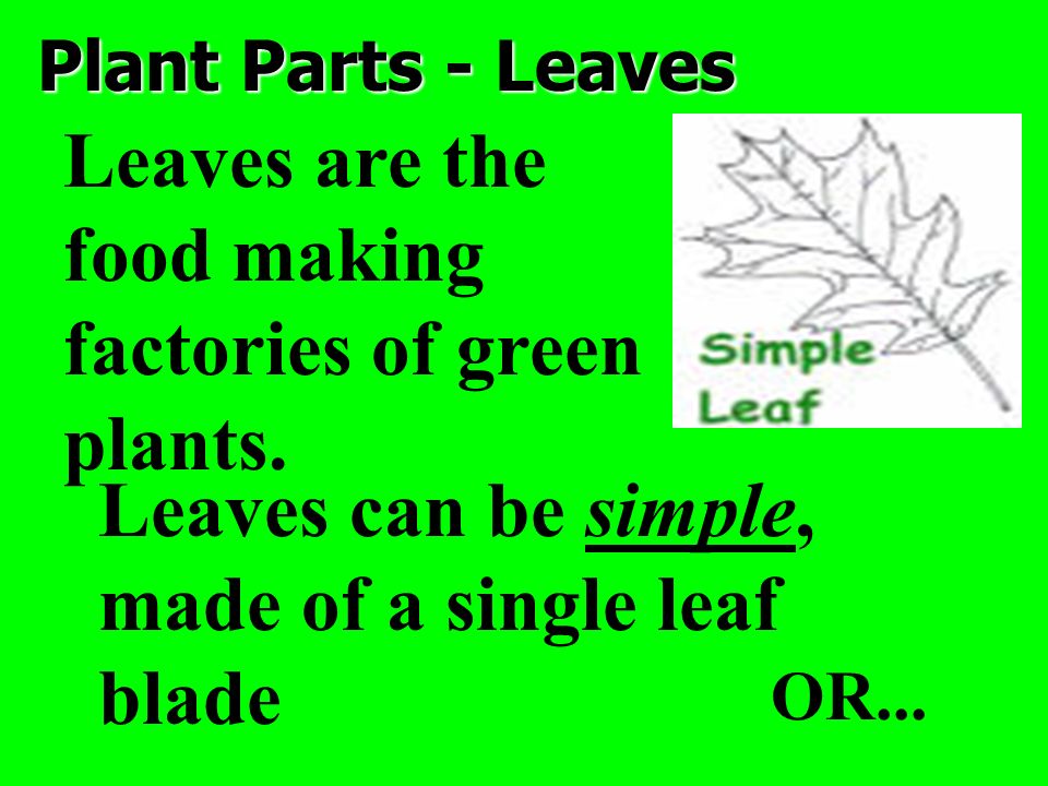 Plant Parts - Leaves Leaves are the food making factories of green plants.