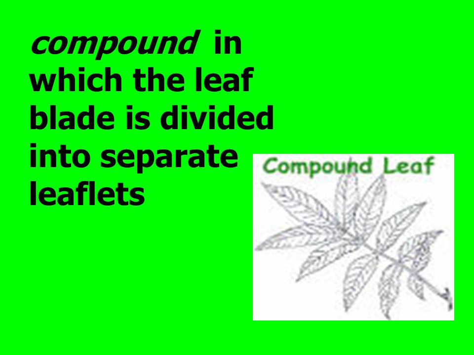 compound in which the leaf blade is divided into separate leaflets