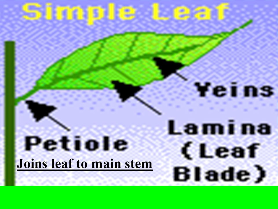 Joins leaf to main stem
