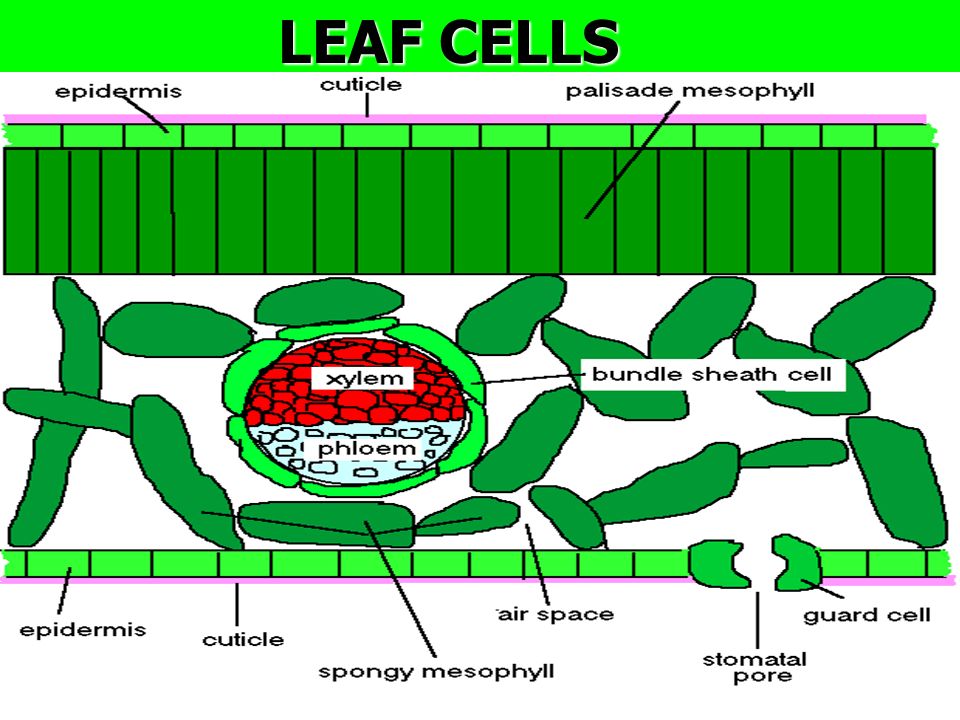 LEAF CELLS