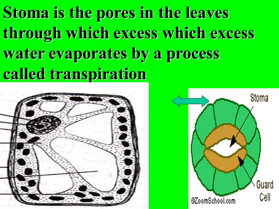 Stoma is the pores in the leaves through which excess which excess water evaporates by a process called transpiration