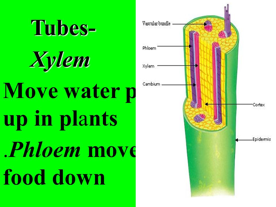 Tubes-Xylem Move water p up in plants.Phloem move food down