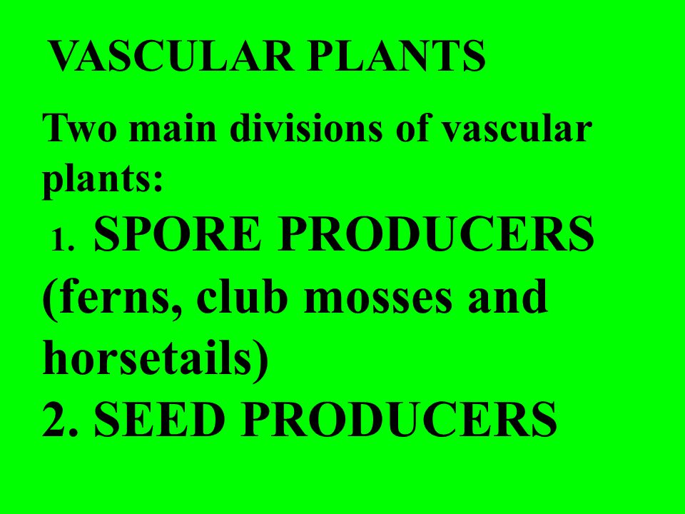 Two main divisions of vascular plants: 1. SPORE PRODUCERS (ferns, club mosses and horsetails) 2.
