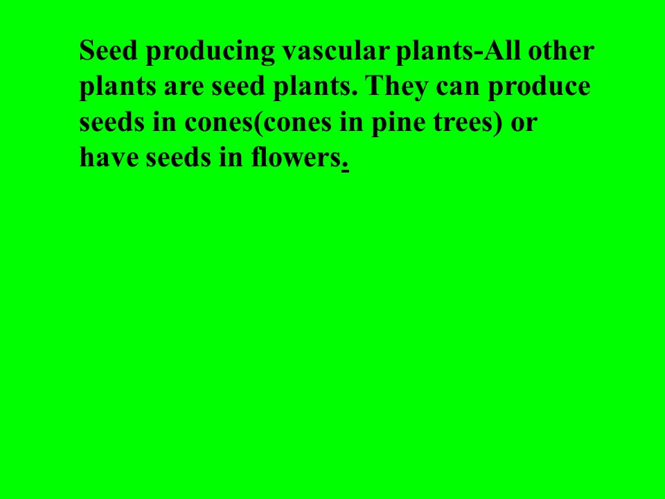 Seed producing vascular plants-All other plants are seed plants.