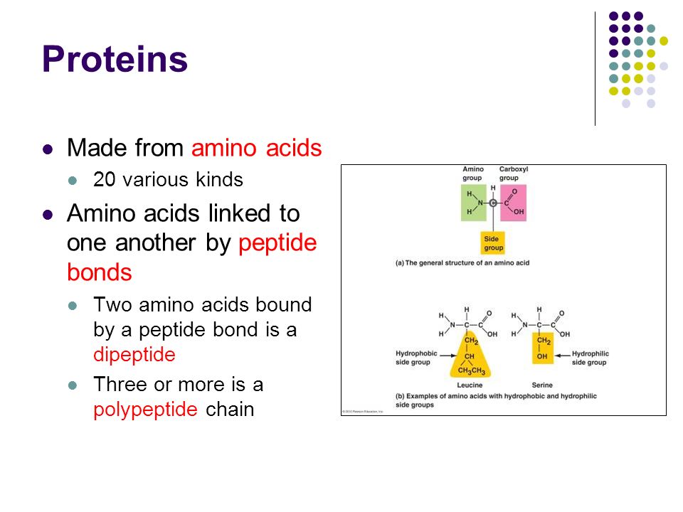 Proteins Made from amino acids 20 various kinds Amino acids linked to one another by peptide bonds Two amino acids bound by a peptide bond is a dipeptide Three or more is a polypeptide chain