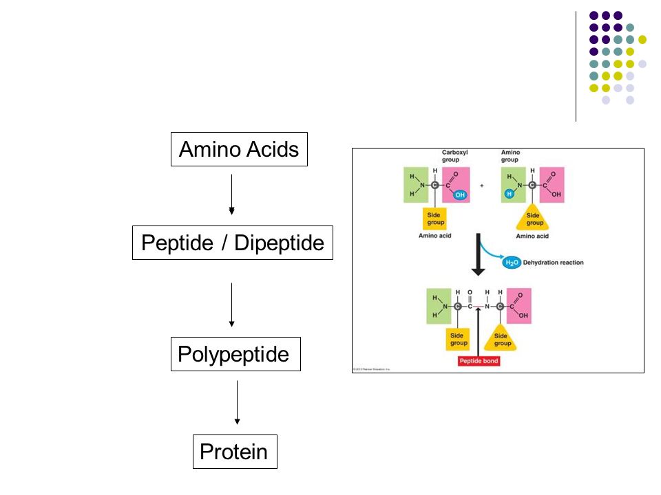 Protein Polypeptide Peptide / Dipeptide Amino Acids