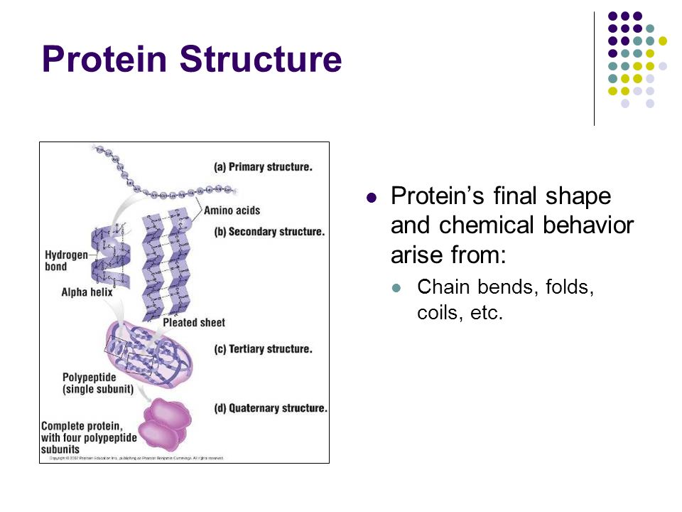 Protein Structure Protein’s final shape and chemical behavior arise from: Chain bends, folds, coils, etc.