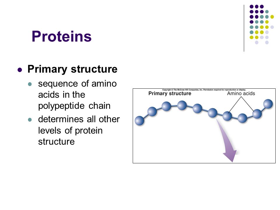 Proteins Primary structure sequence of amino acids in the polypeptide chain determines all other levels of protein structure