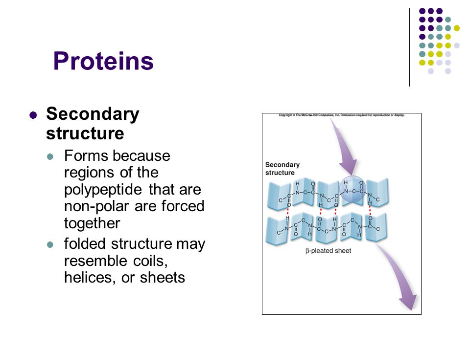 Proteins Secondary structure Forms because regions of the polypeptide that are non-polar are forced together folded structure may resemble coils, helices, or sheets