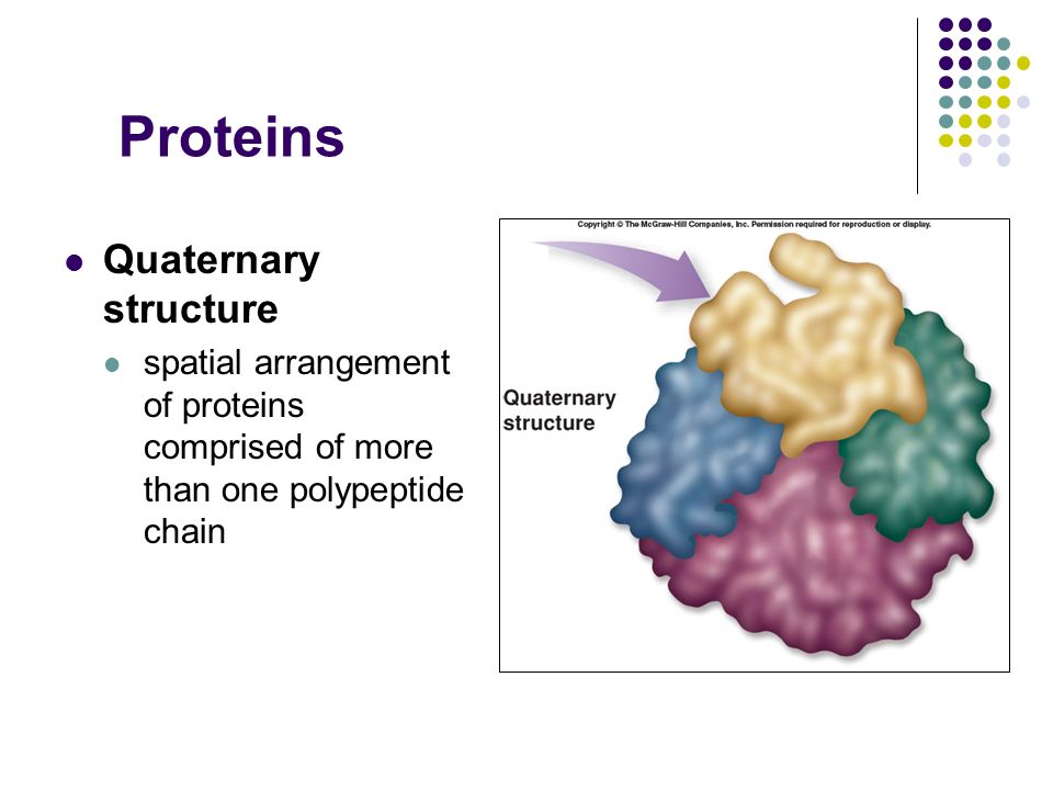 Proteins Quaternary structure spatial arrangement of proteins comprised of more than one polypeptide chain