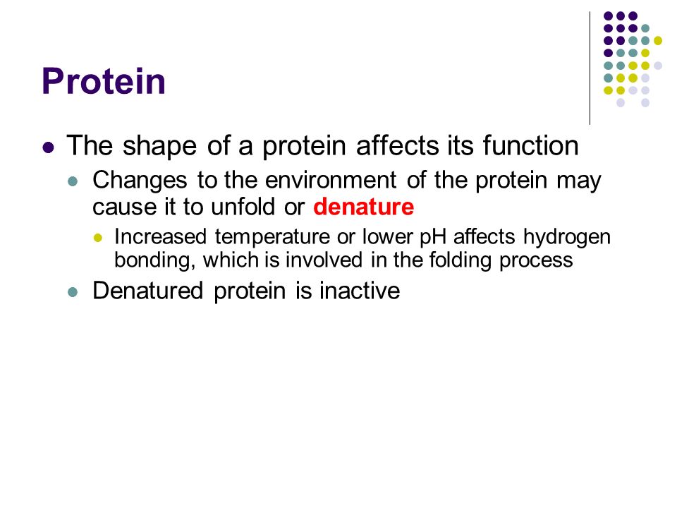 Protein The shape of a protein affects its function Changes to the environment of the protein may cause it to unfold or denature Increased temperature or lower pH affects hydrogen bonding, which is involved in the folding process Denatured protein is inactive