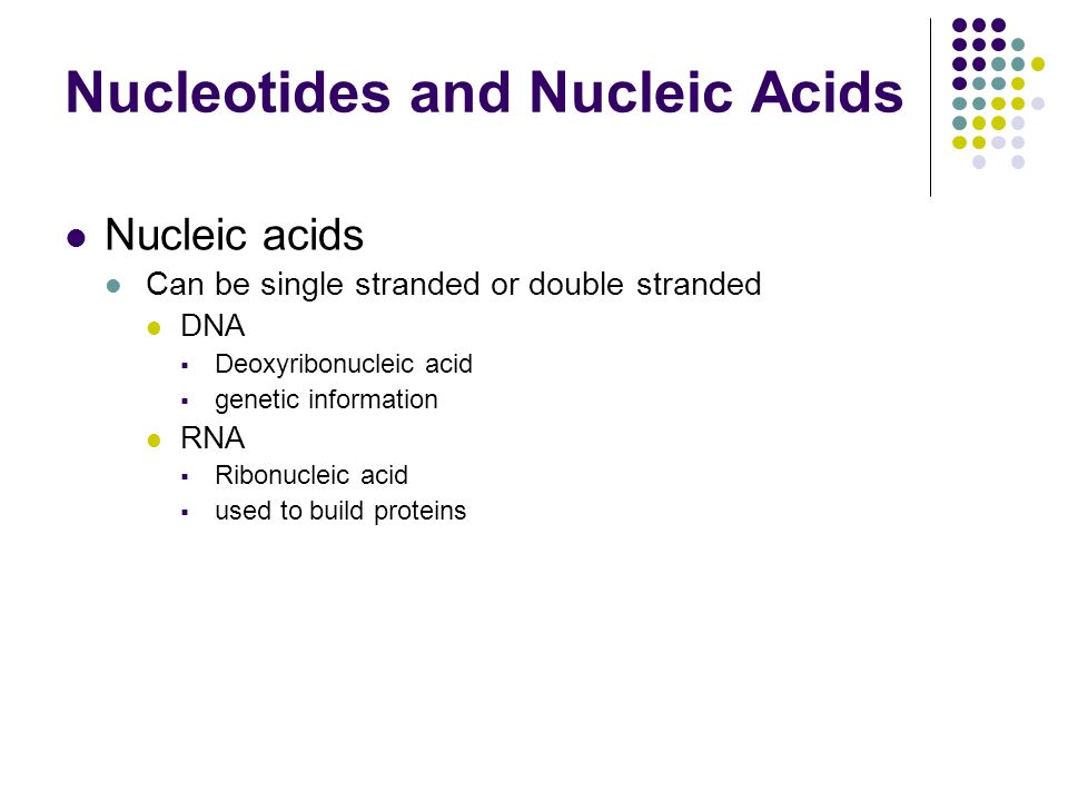 Nucleotides and Nucleic Acids Nucleic acids Can be single stranded or double stranded DNA  Deoxyribonucleic acid  genetic information RNA  Ribonucleic acid  used to build proteins
