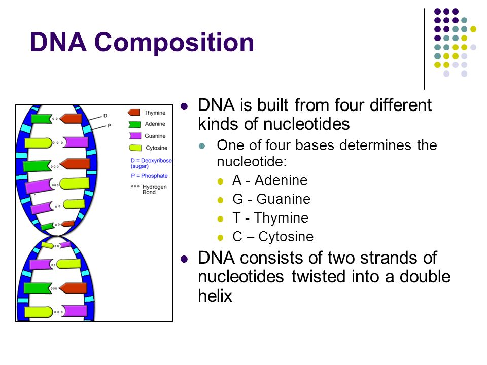 DNA Composition DNA is built from four different kinds of nucleotides One of four bases determines the nucleotide: A - Adenine G - Guanine T - Thymine C – Cytosine DNA consists of two strands of nucleotides twisted into a double helix