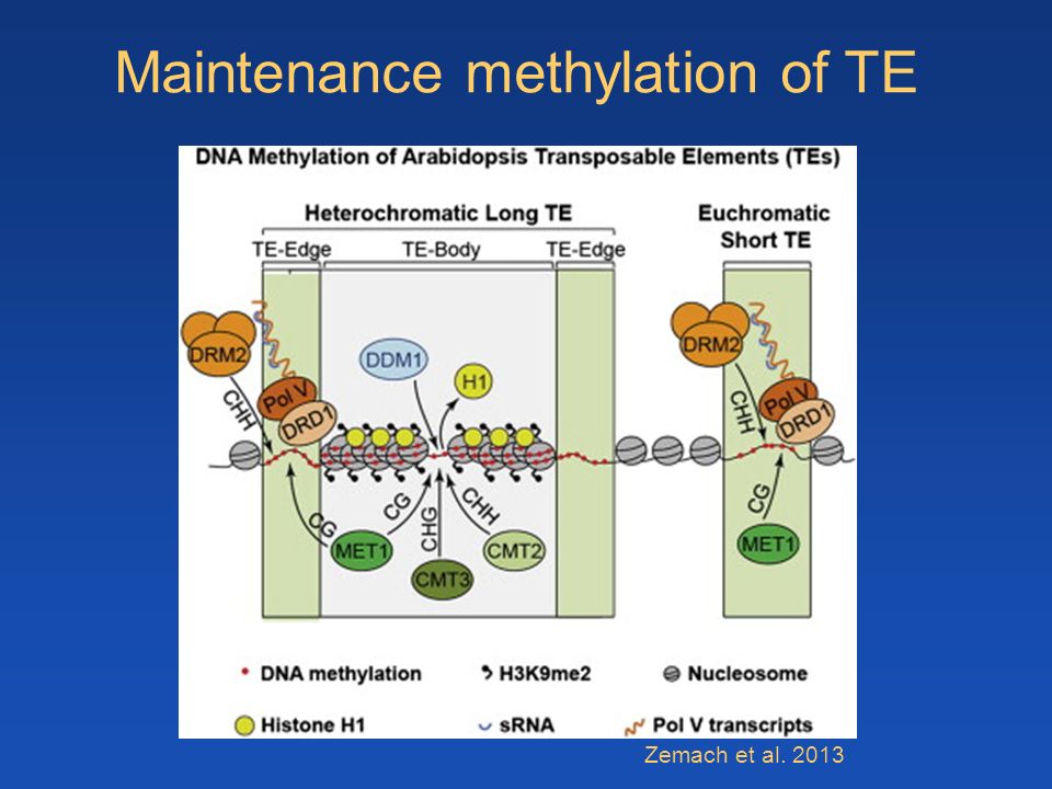 Zemach et al Maintenance methylation of TE
